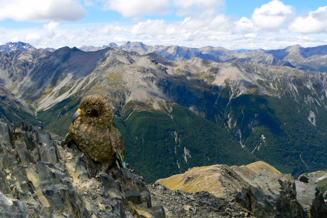 Arthur's Pass NP, New Zealand